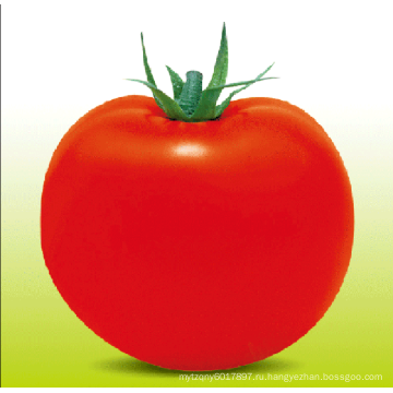 HT22 Тонг большой размер роста детерминантный гибрид F1 томата семена с высокой урожайностью